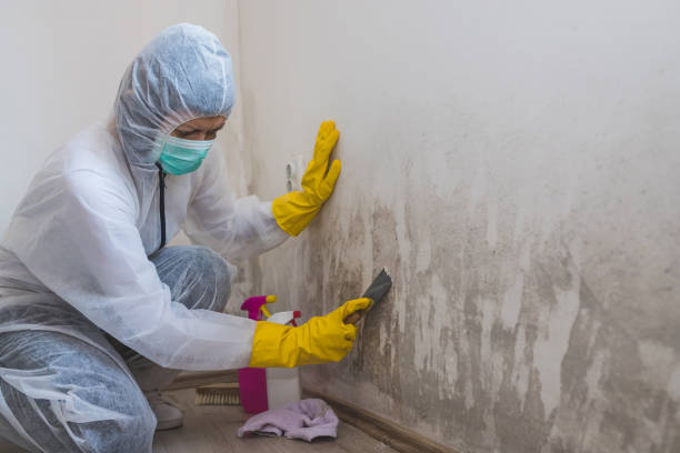 Best Crawl Space Mold Remediation in Kempner, TX